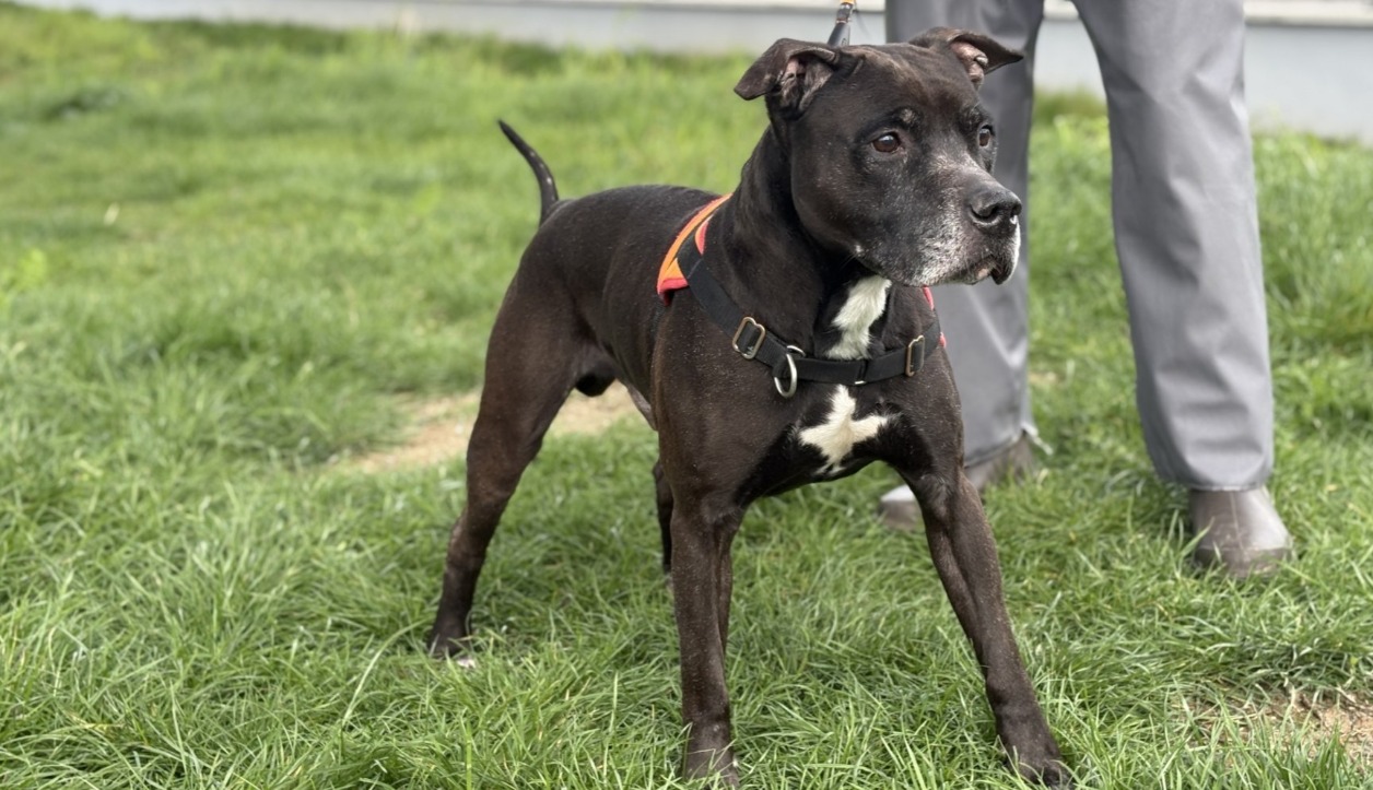 TYSON