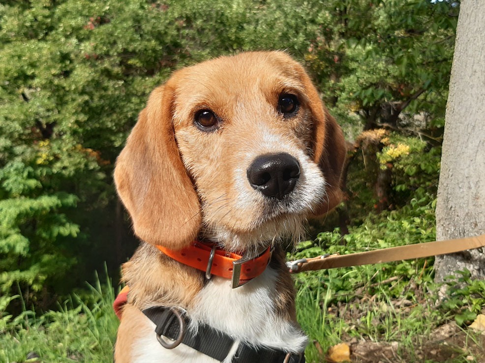 Wallace
