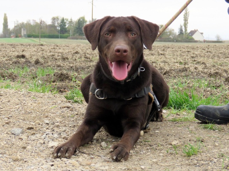 KODA