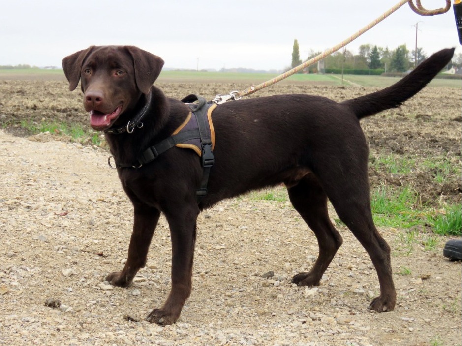 KODA