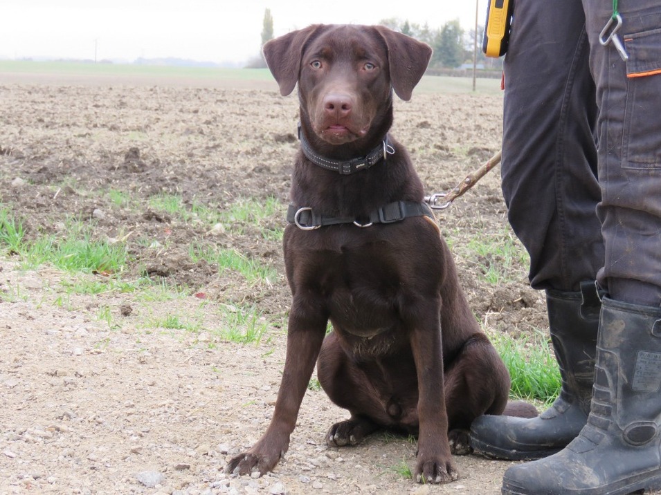 KODA
