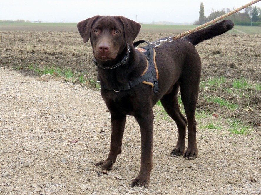 KODA
