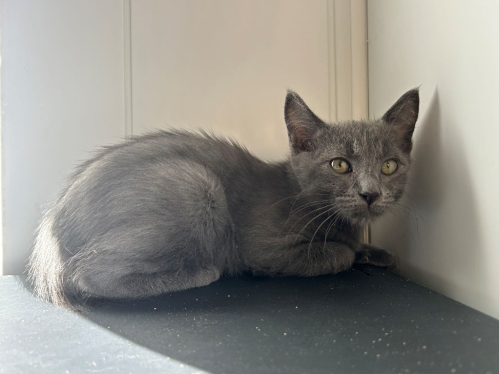 Berlioz