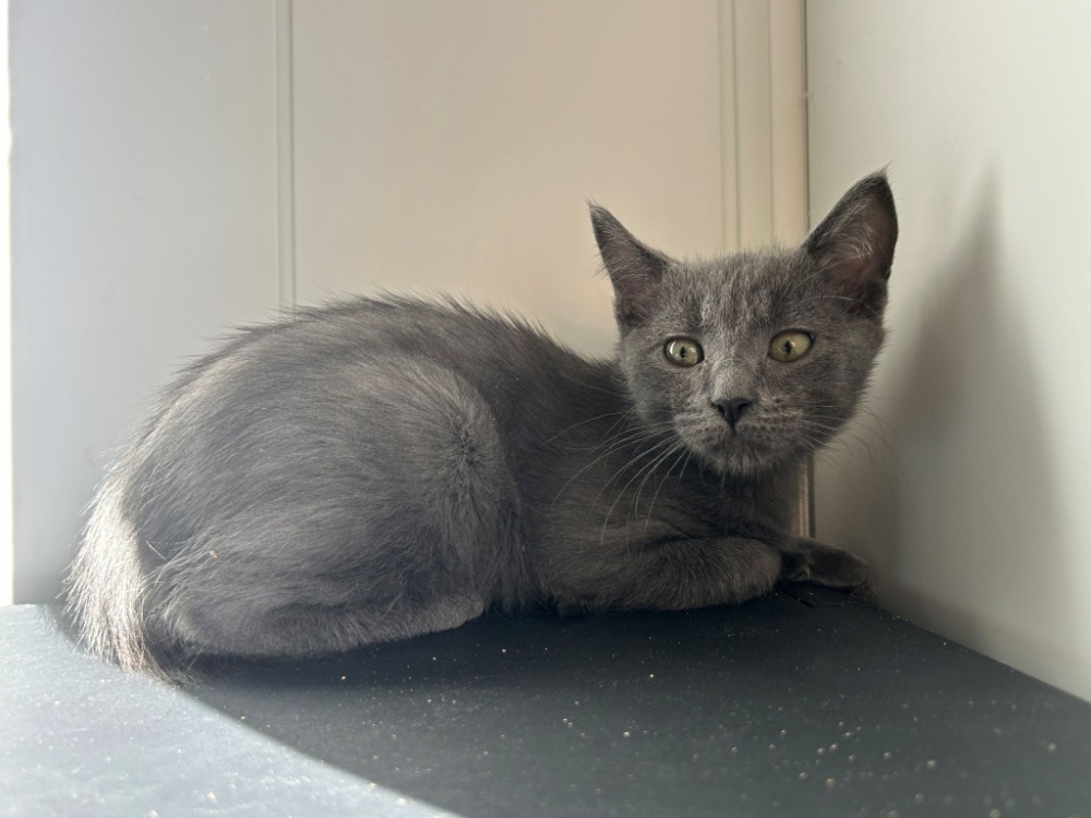 Berlioz