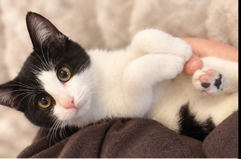 Picasso [Chaton]