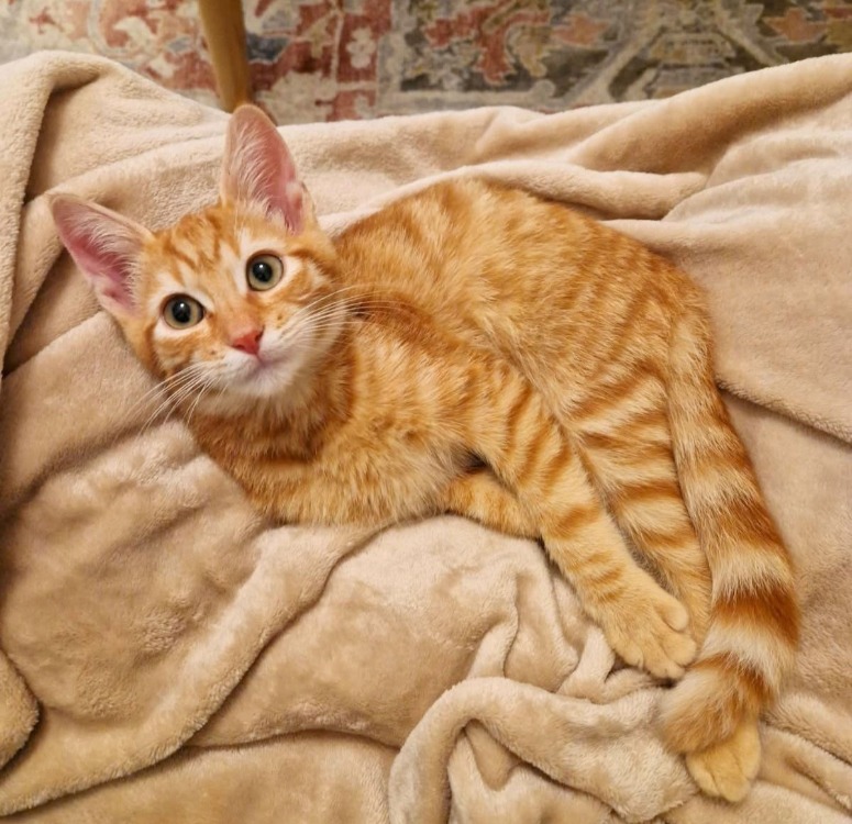 Peanut