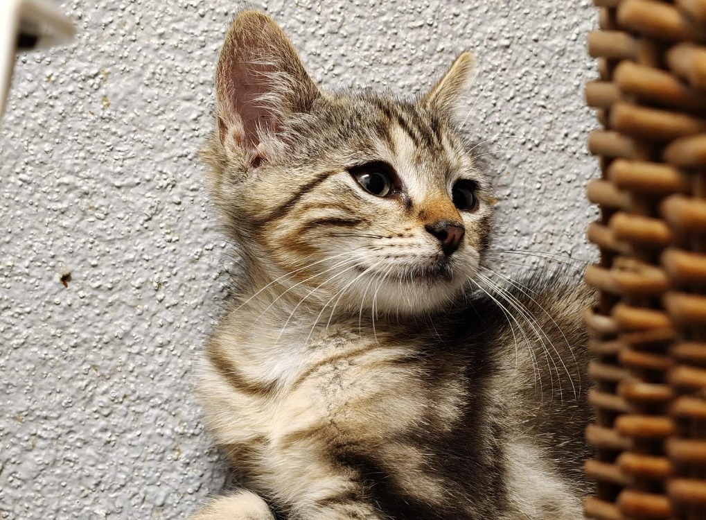 Elvis
