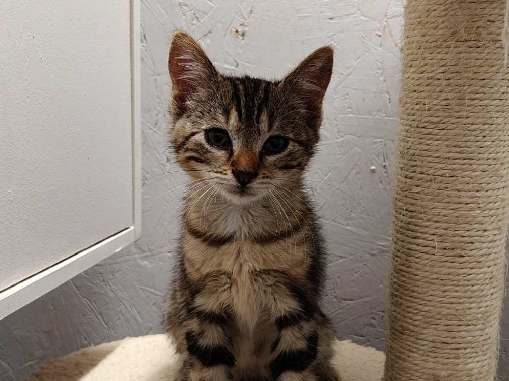 Elvis