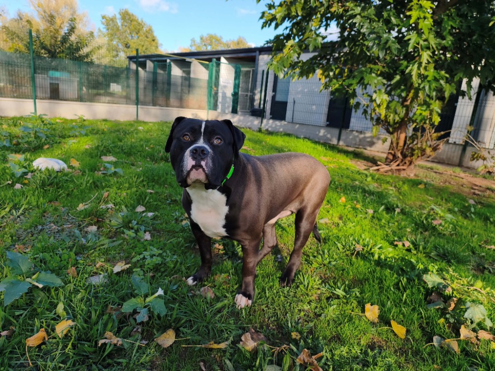 ANGUS