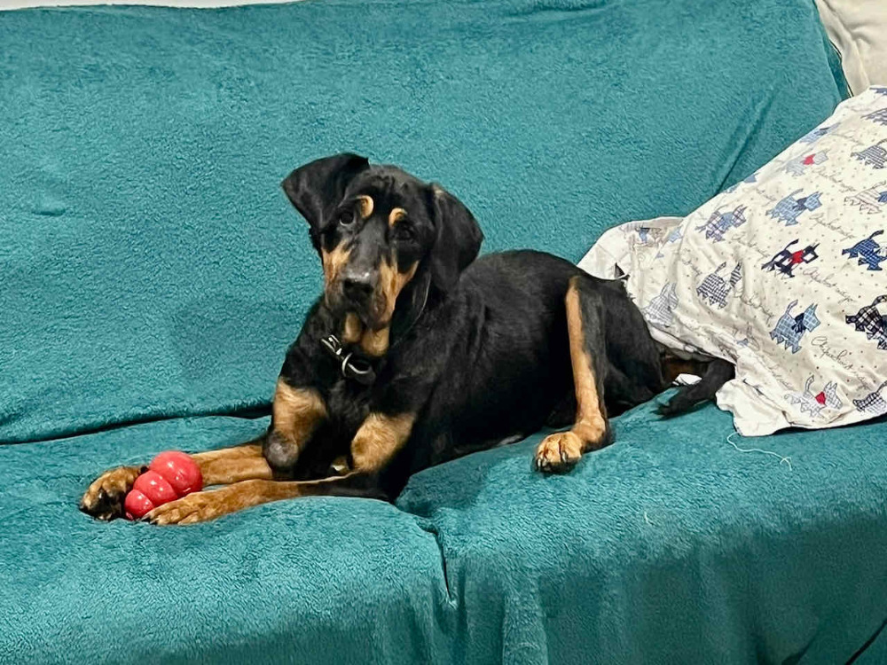 MAYA