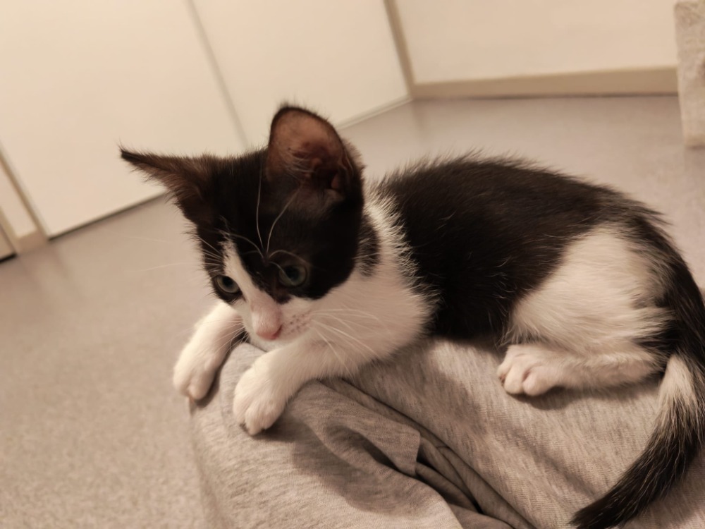 Bernard [Chaton]