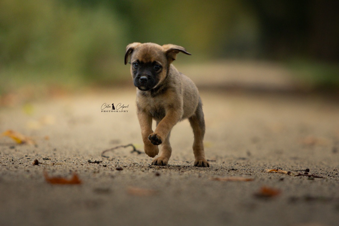 Bram