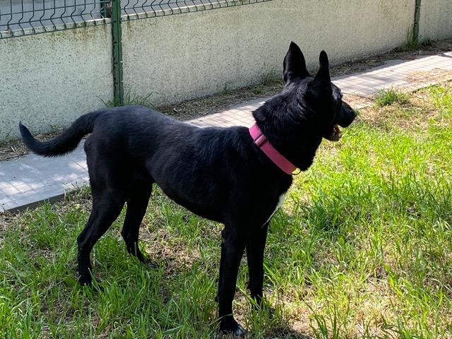 Yuzu dit Black