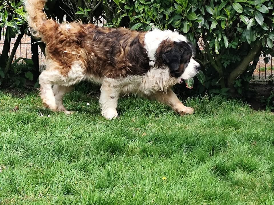BERNARD