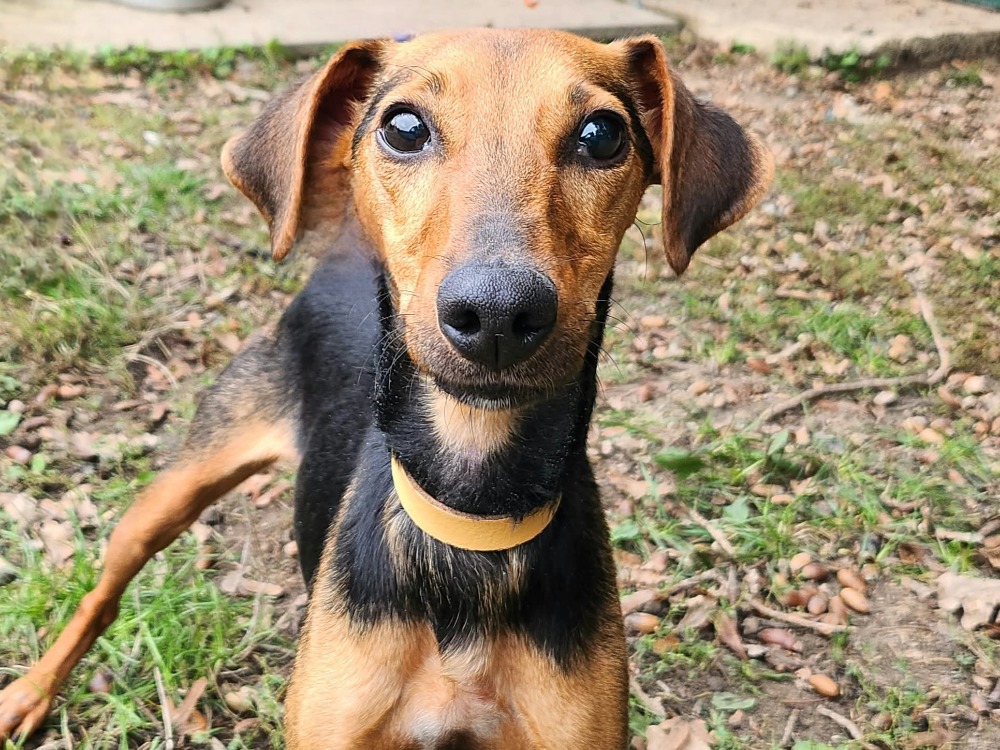 CHASE (Réservé)