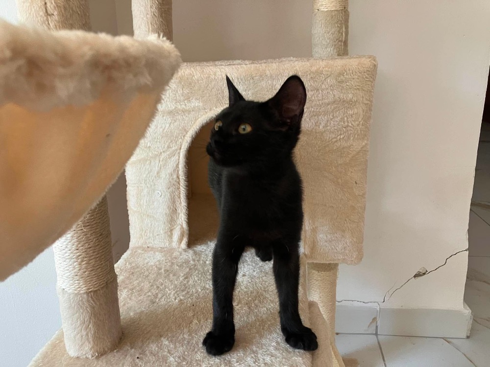 CLEO