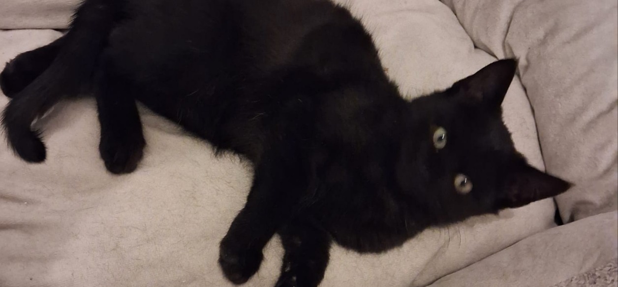 RAISIN