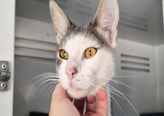 NESTOR (réservé)