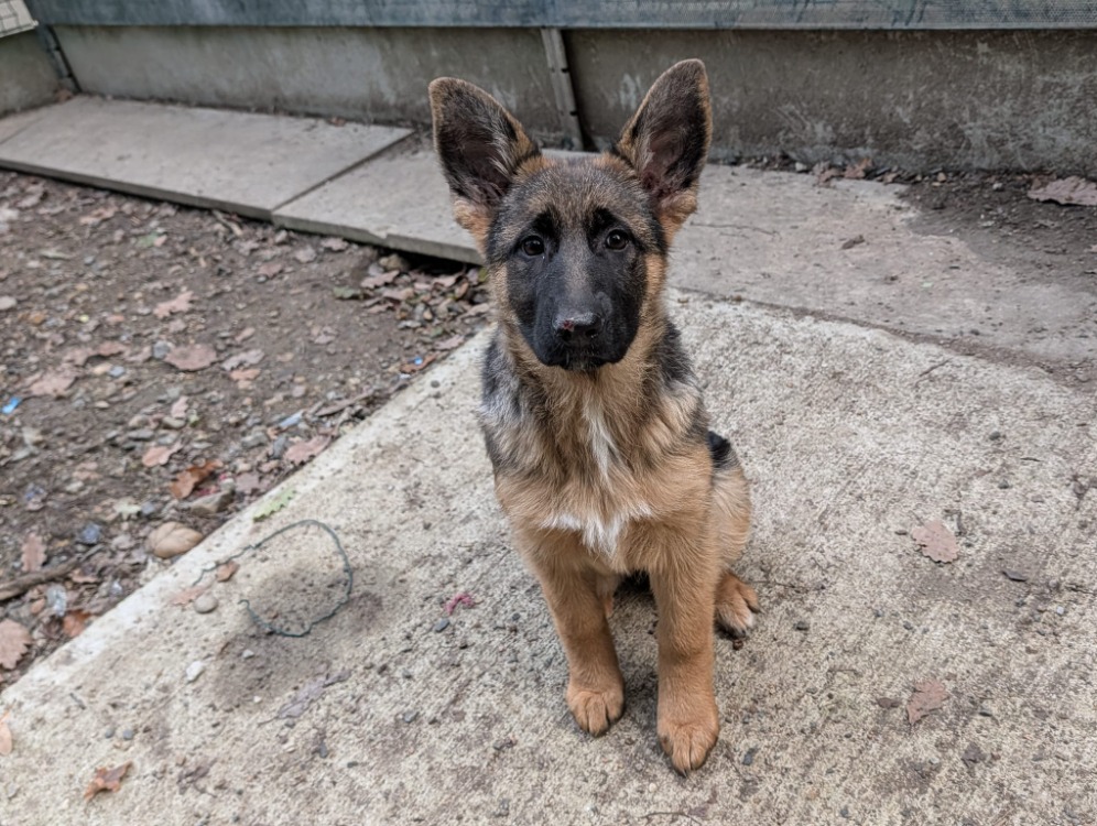 KHANDI