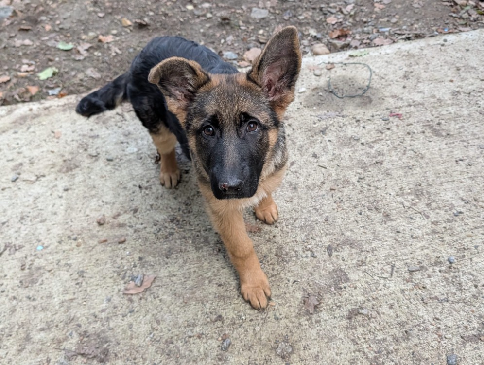 KHANDI