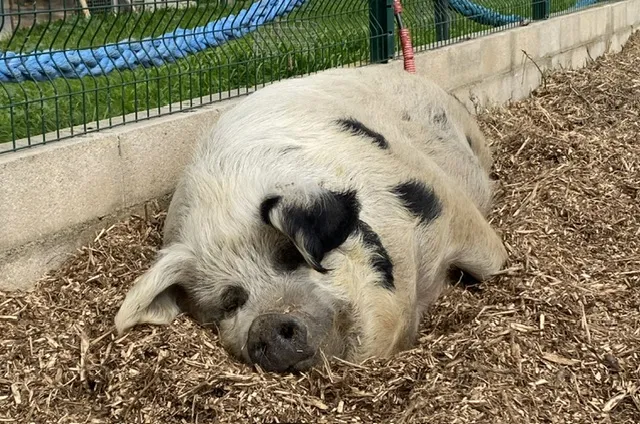 À l'adoption : Arthura