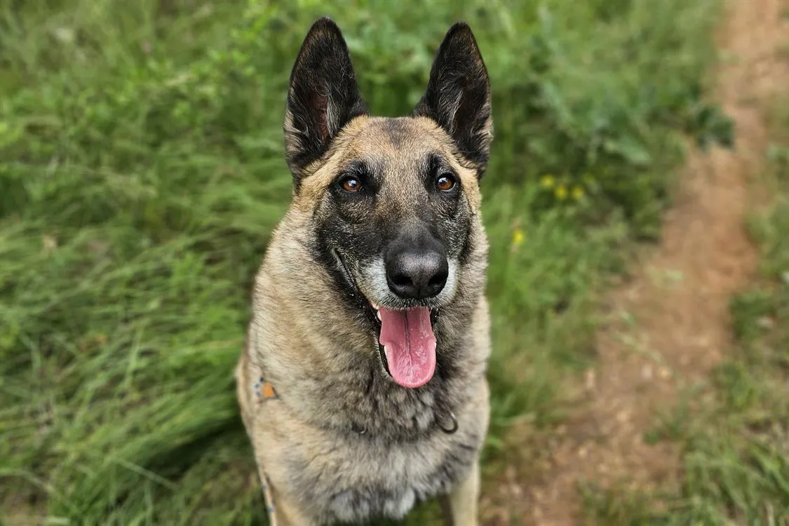 À l'adoption : Nasko