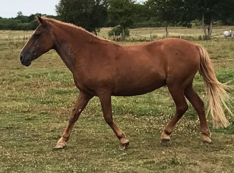 À l'adoption : Indienne (19)