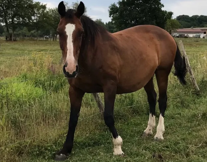 À l'adoption : Sinah