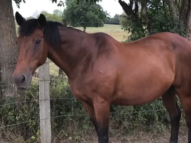 À l'adoption : Dark Appeal