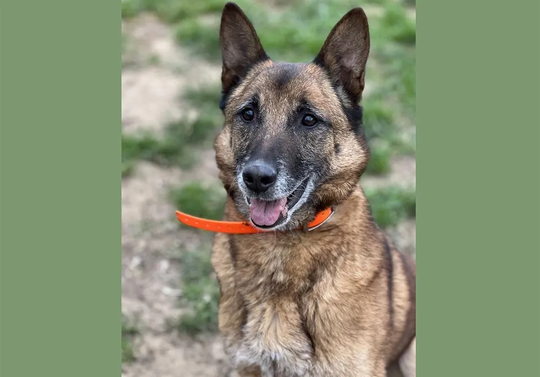 À l'adoption : Iaxon Haa23838