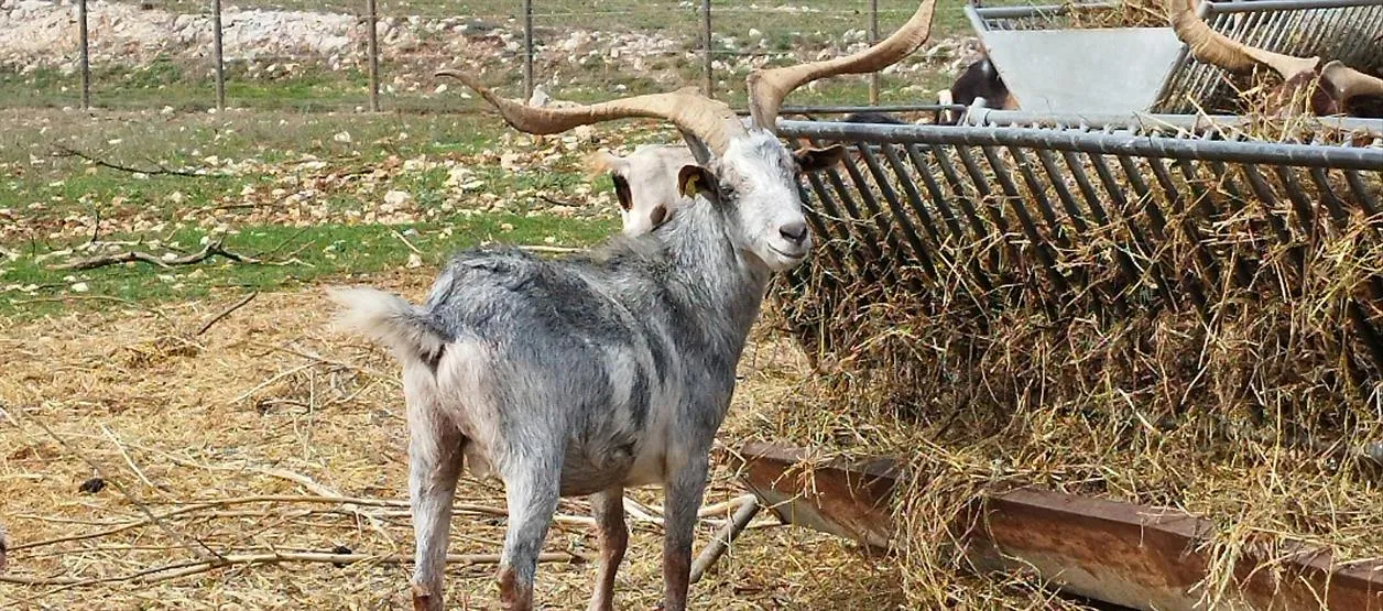 À l'adoption : Harry