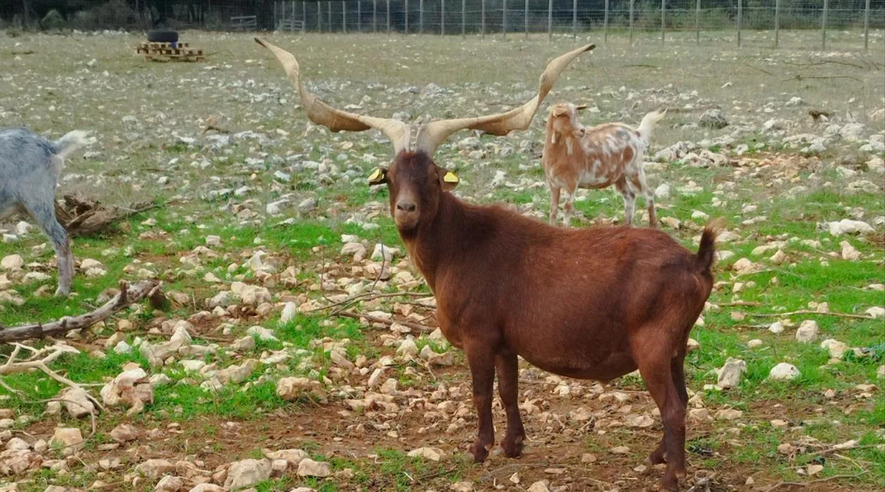 À l'adoption : William