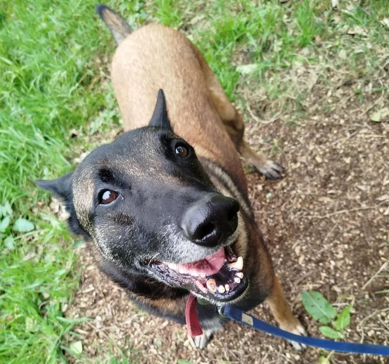 À l'adoption : Obama