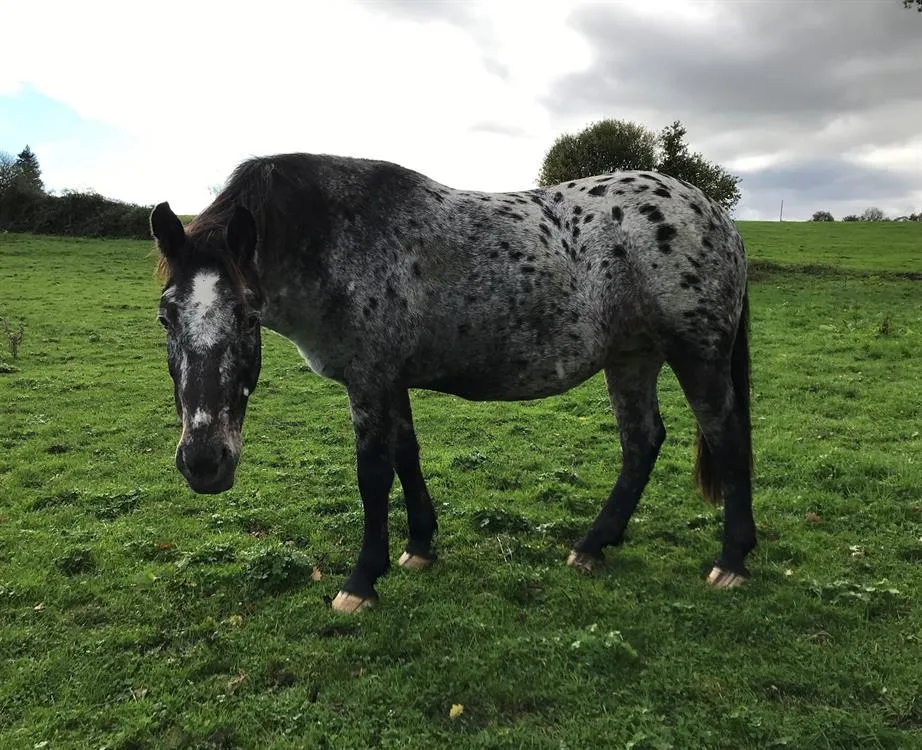 À l'adoption : Palyke