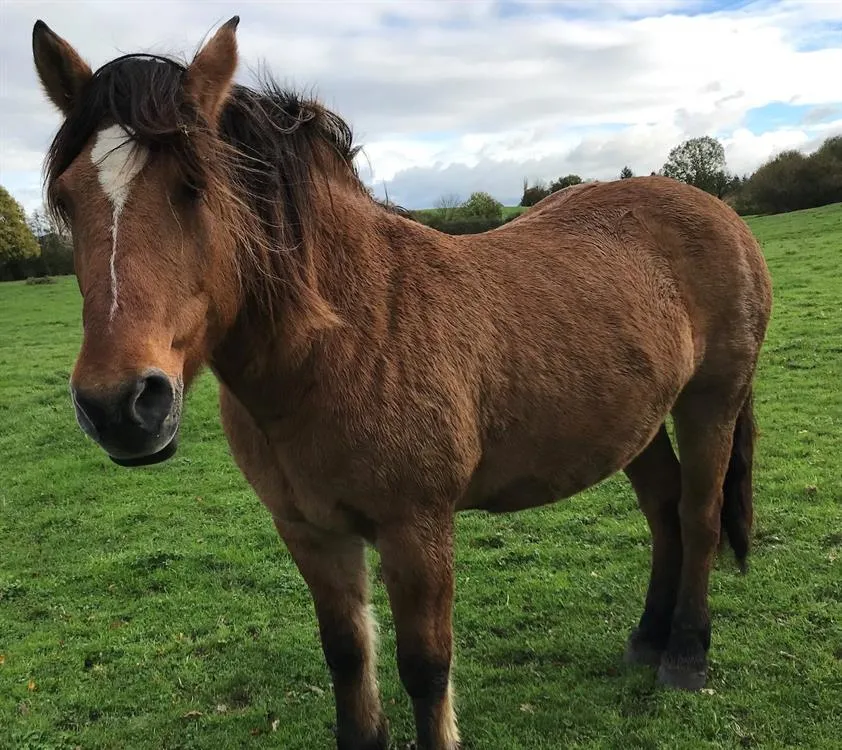 À l'adoption : Elia