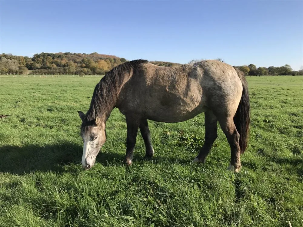 À l'adoption : Rolynnbelle