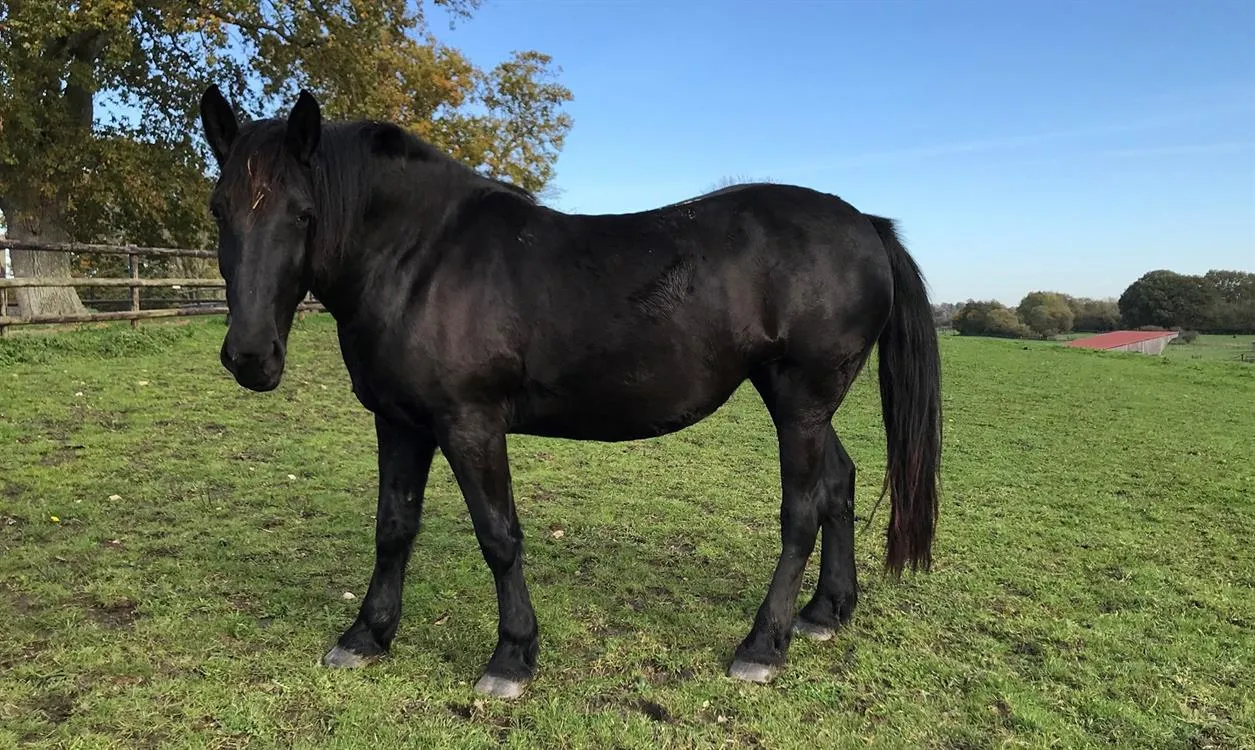 À l'adoption : Pynnbelle