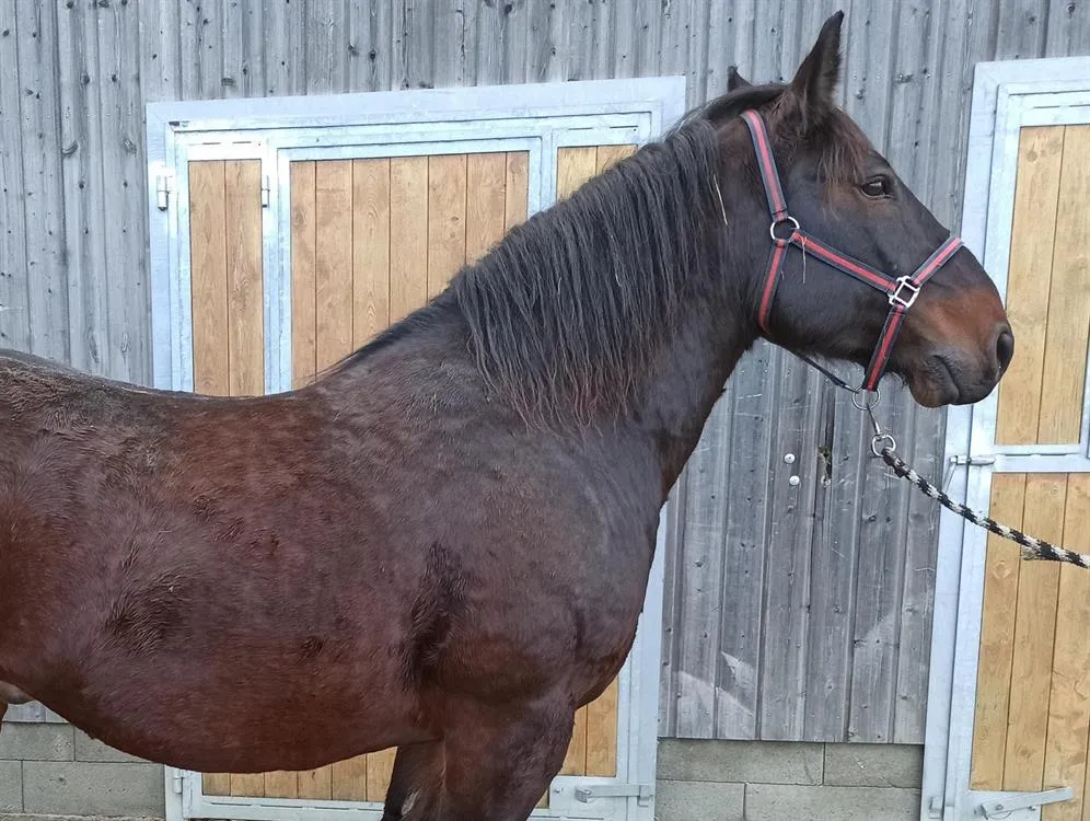 À l'adoption : Seclasse