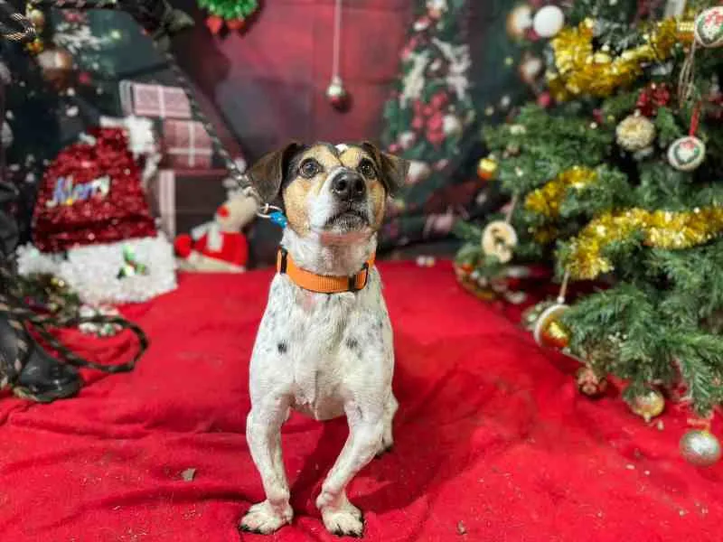 À l'adoption : Zulk Vaa21131