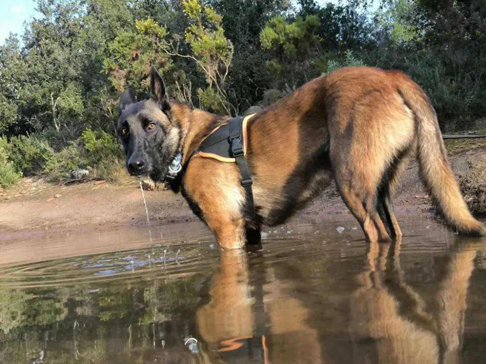 À l'adoption : Christian