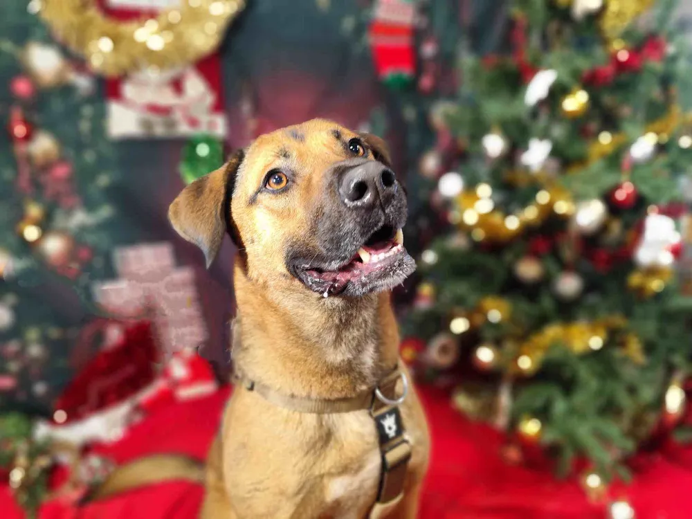 À l'adoption : Paprika Vaa