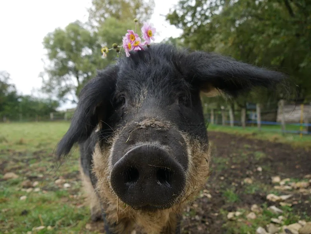 À l'adoption : Berth