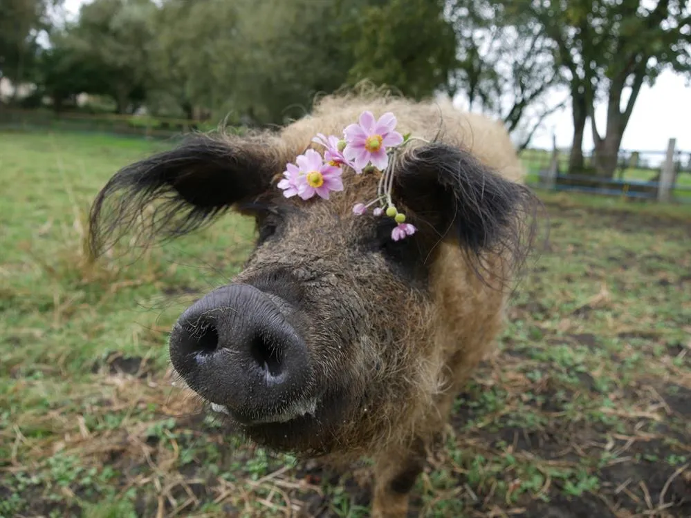 À l'adoption : Martine