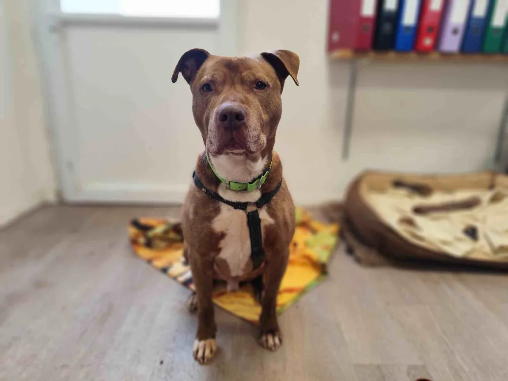 À l'adoption : Diamond Vaa