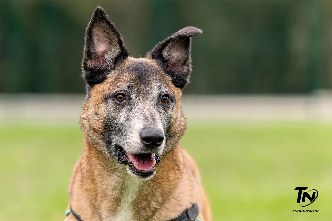 À l'adoption : Houtch