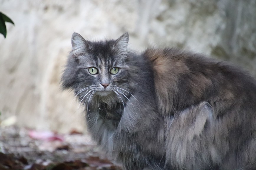 L Angora Turc La Spa Societe Protectrice Des Animaux L Angora Turc La Spa Societe Protectrice Des Animaux