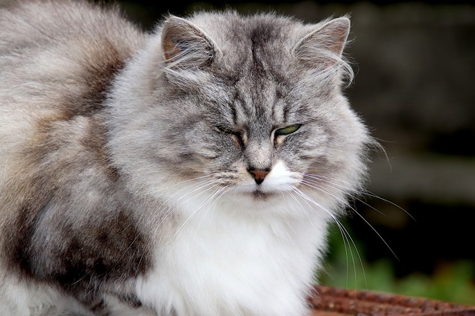 L Angora Turc La Spa Societe Protectrice Des Animaux