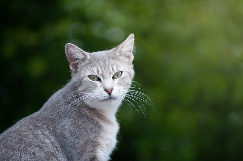 Le Chat