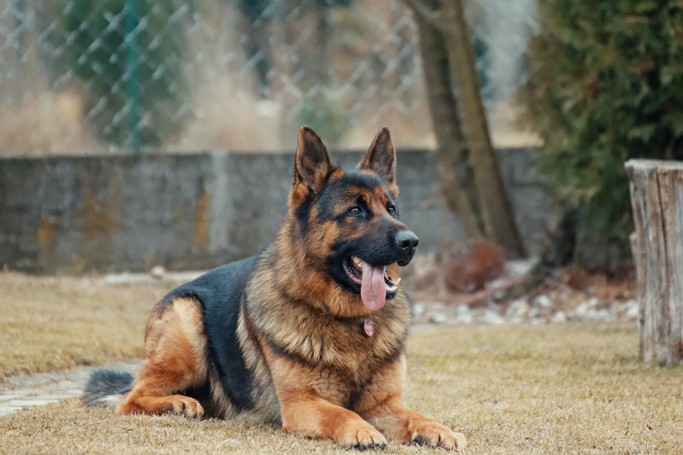 Le Berger Allemand La Spa Societe Protectrice Des Animaux