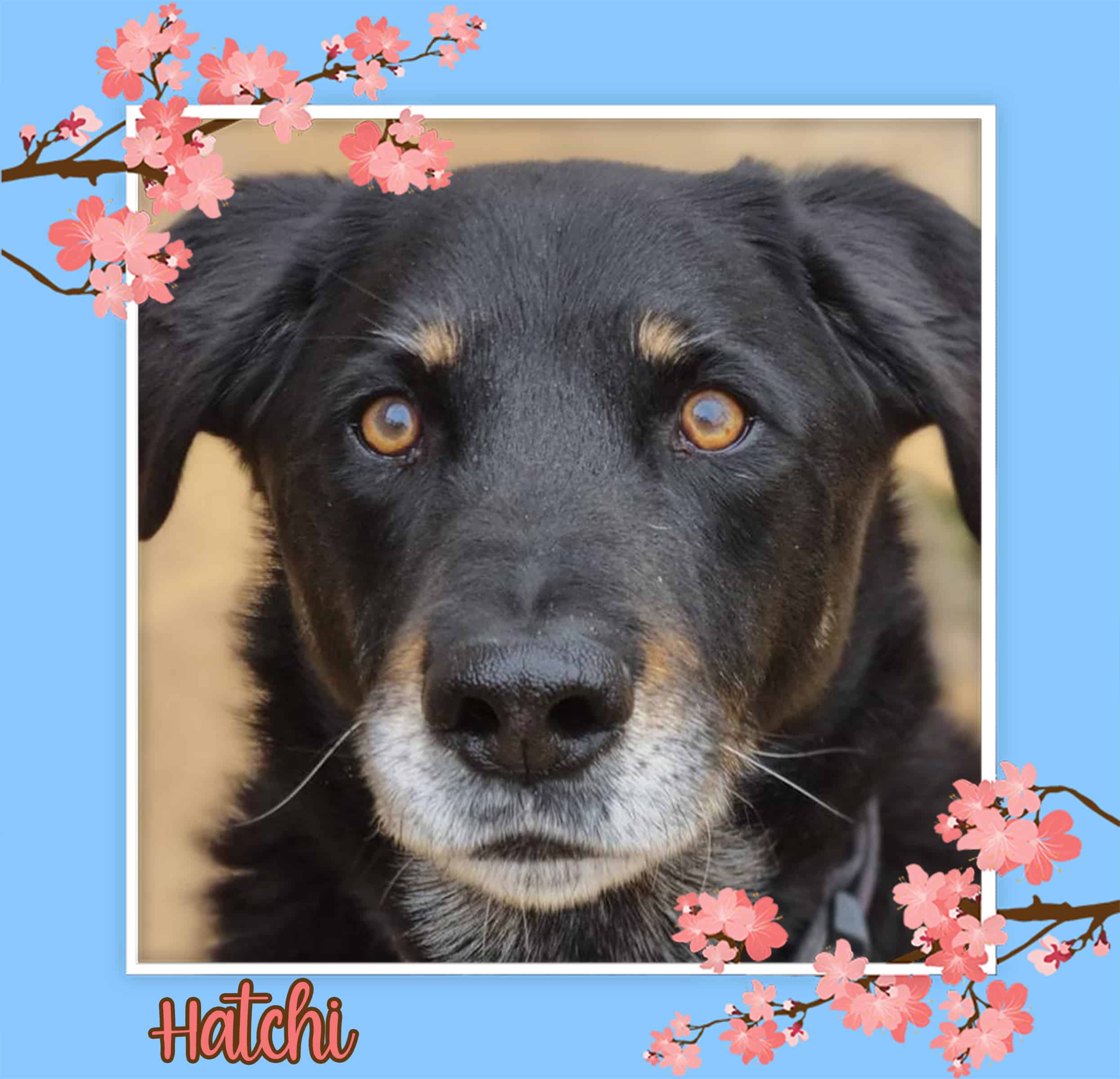 spa rencontre beauce